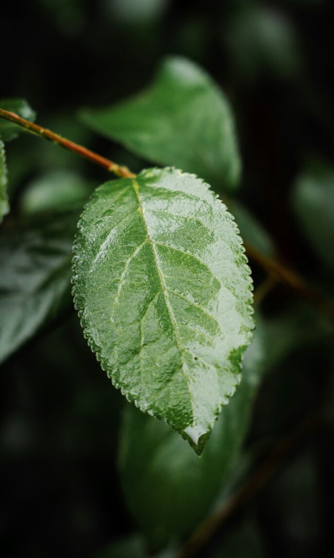 A leaf in the rainforest, close up